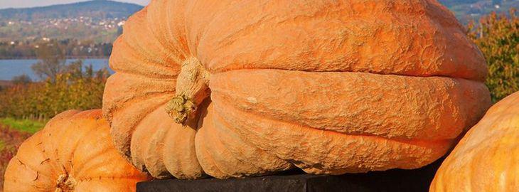 Comment Faire Pour Avoir De Gros Potiron